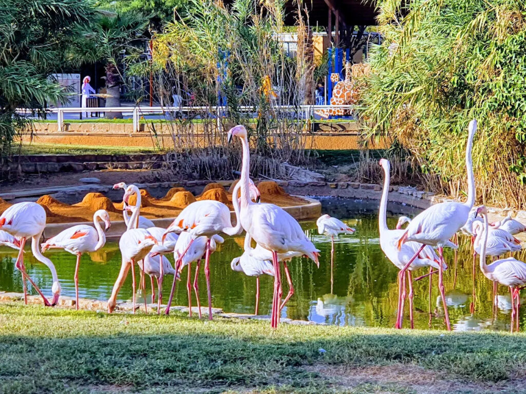 Riyadh Zoo family attraction with wildlife and landscaped gardens