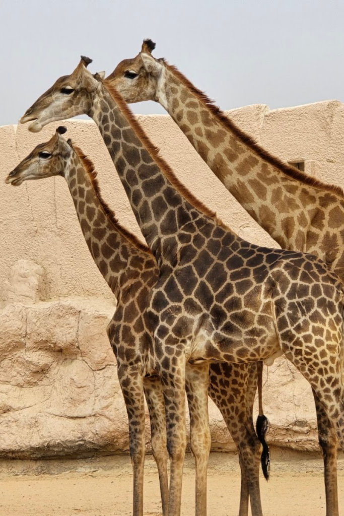Riyadh Zoo family attraction for children