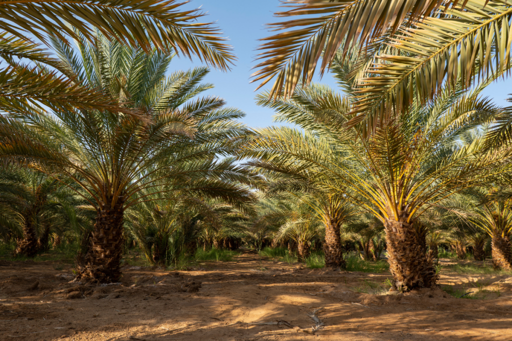Traditional date farm near Riyadh