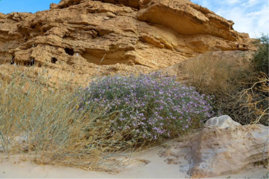 King Khalid Royal Reserve