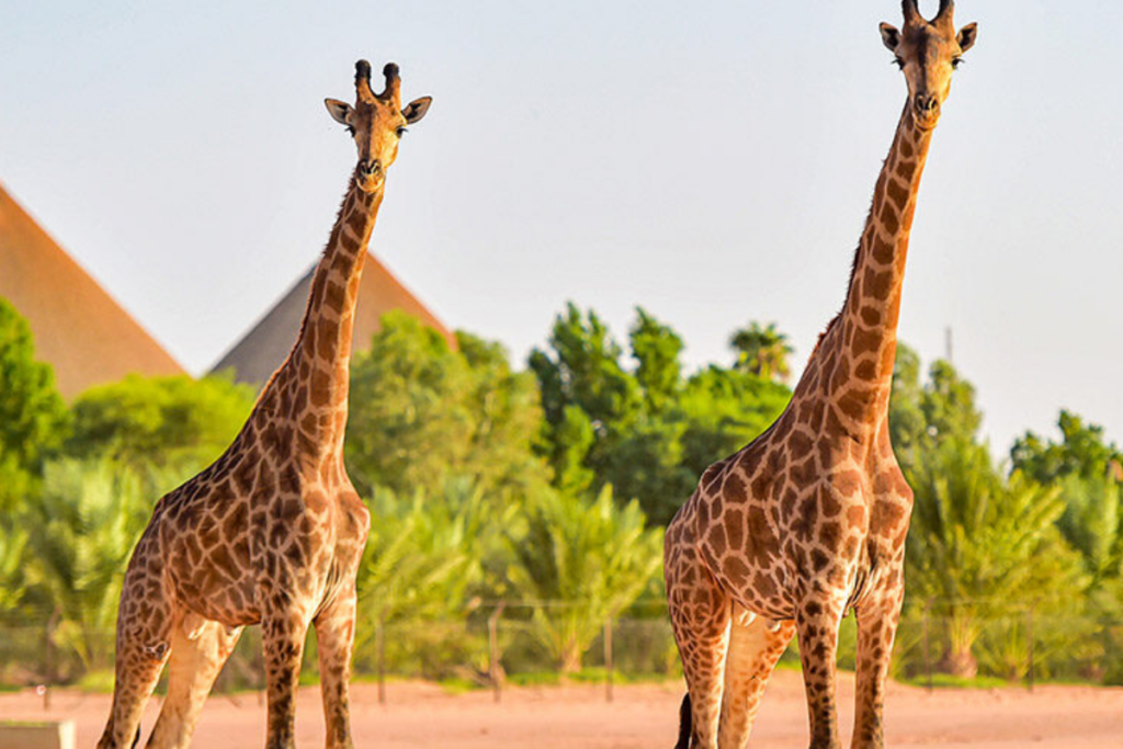 Riyadh Zoo, a popular toddler-friendly attraction in Riyadh