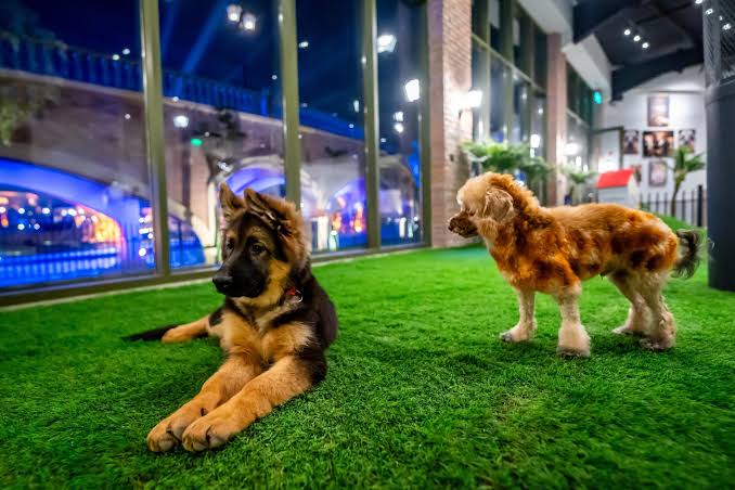 Best Pet-Friendly Places in Riyadh Luca Park