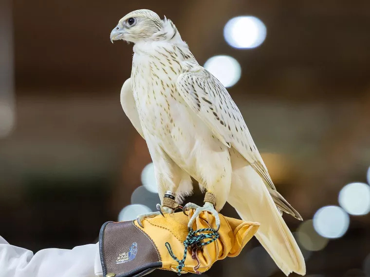 International Falcon Breeders Auction will take place in Riyadh from 5 August to 25 August 2026