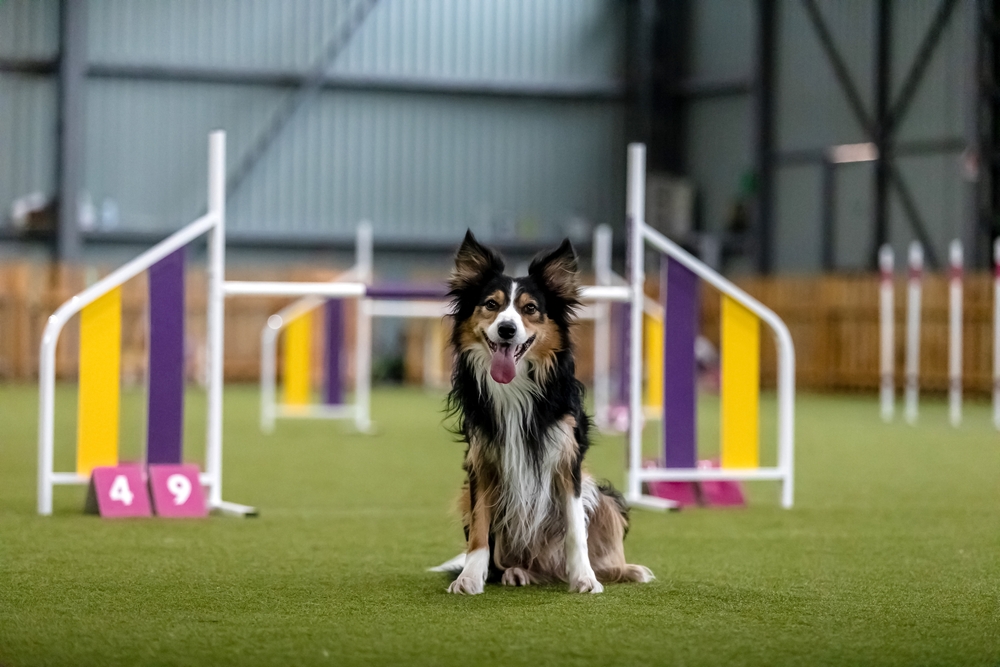 Dogs in Riyadh Get a New Dog Village in Saudi Arabia